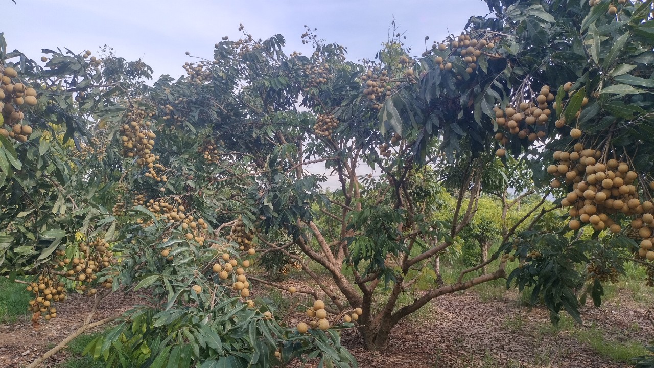 Nhãn sớm phường Hoàng Tiến vào vụ thu hoạch